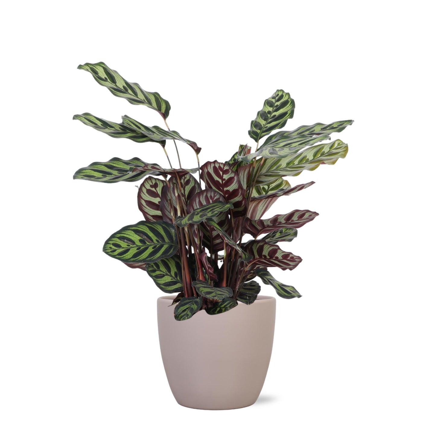 Calathea Makoyana im elho®-Topf 