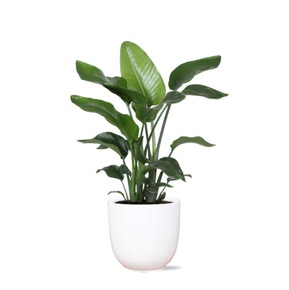 Strelitzia Nicolai including elho® pot