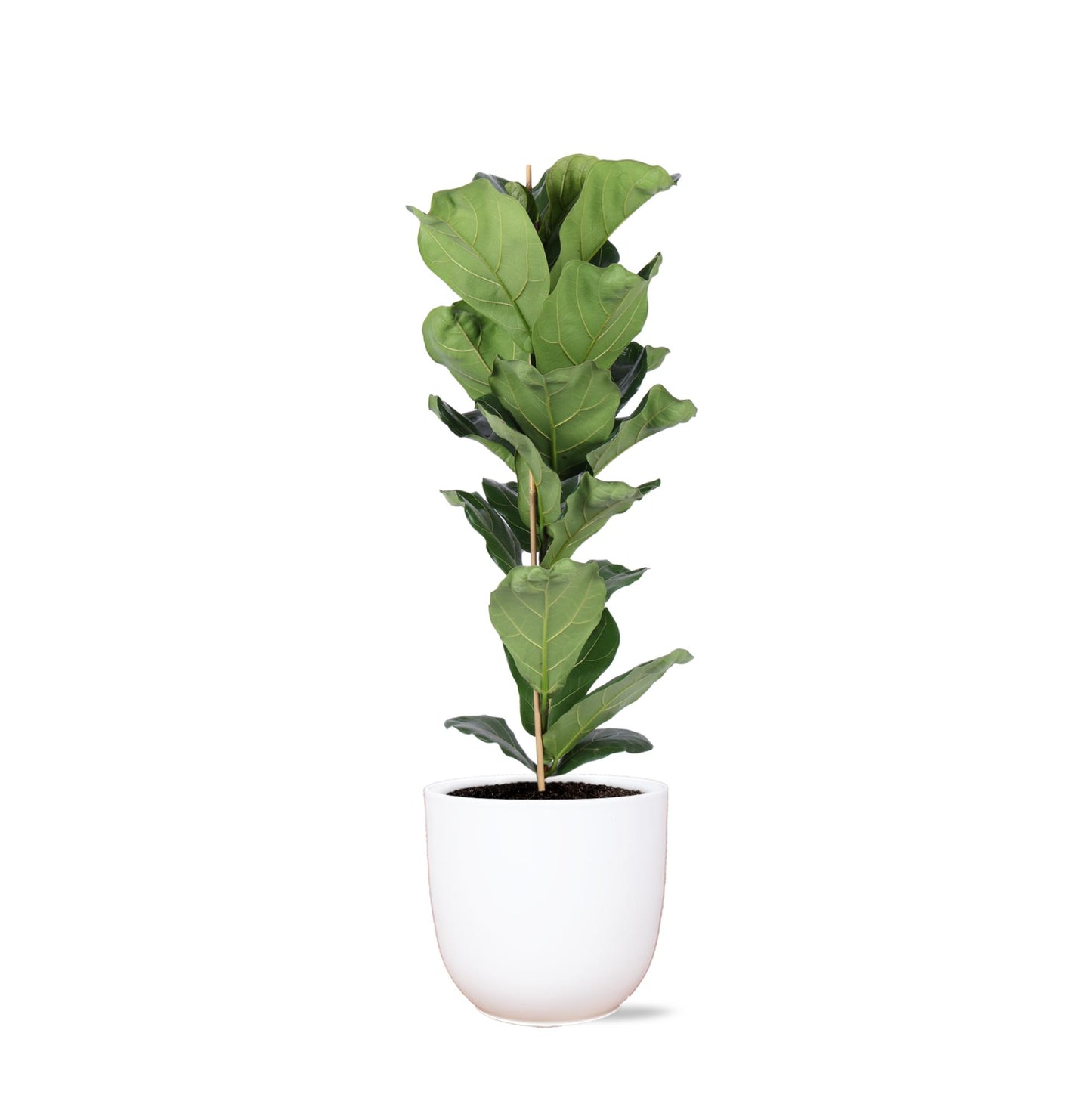 Ficus Lyrata inklusive elho® Topf