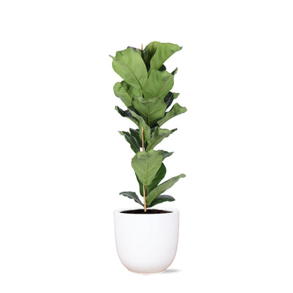 Ficus Lyrata inklusive elho® Topf