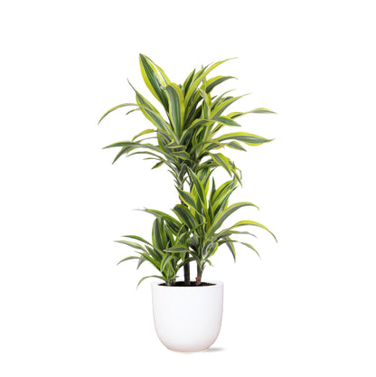 Dracaena Lemon Lime inklusive elho® Topf