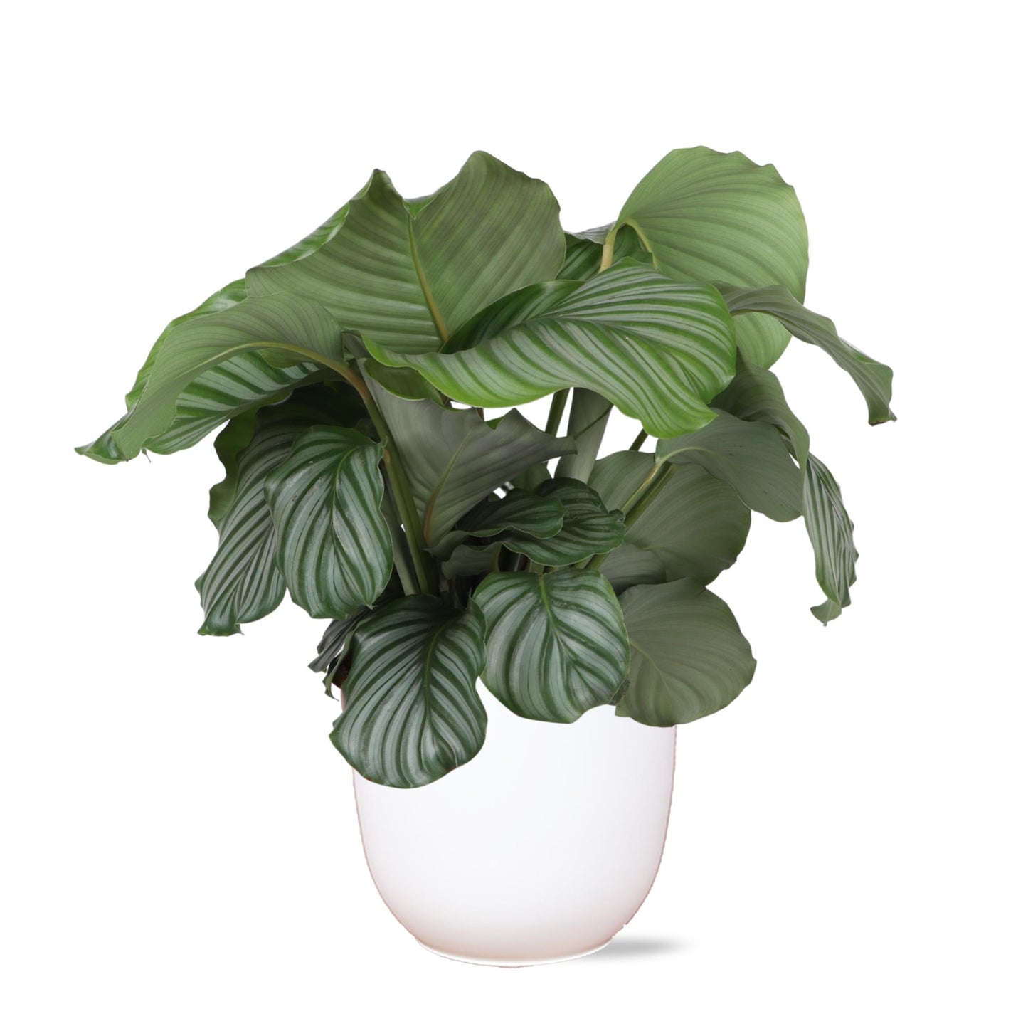 Calathea Orbifolia inklusive elho® Topf 