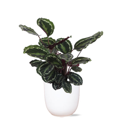 Calathea Medaillon Inklusive elho® Topf