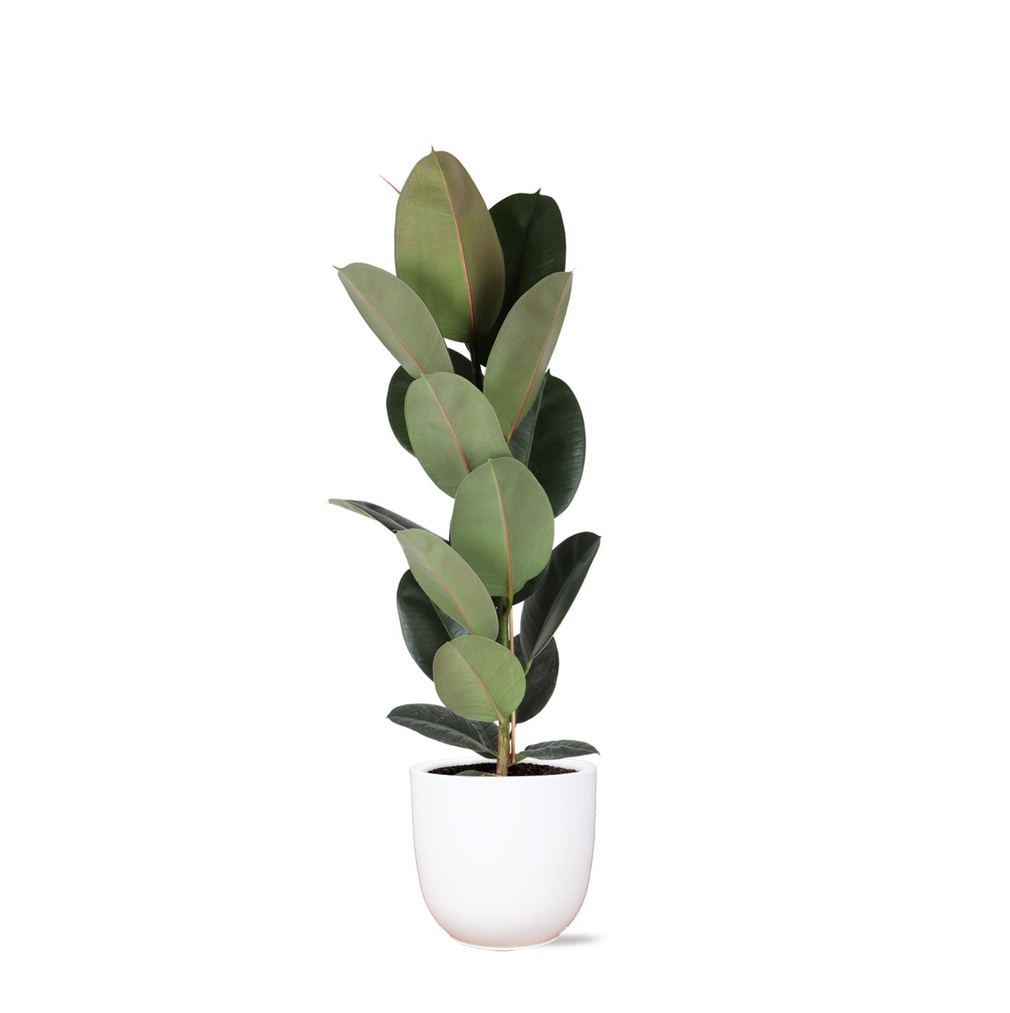 Ficus Elastica Robusta inklusive elho® Topf