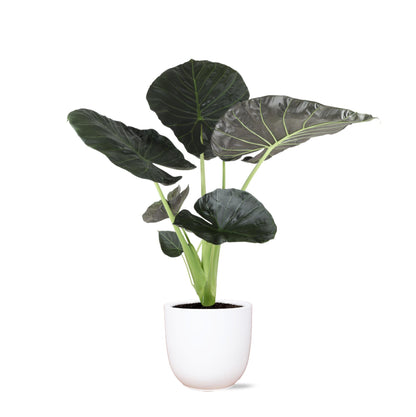 Alocasia Regal Shield inclusief pot