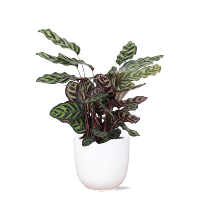 Calathea Makoyana im elho®-Topf 