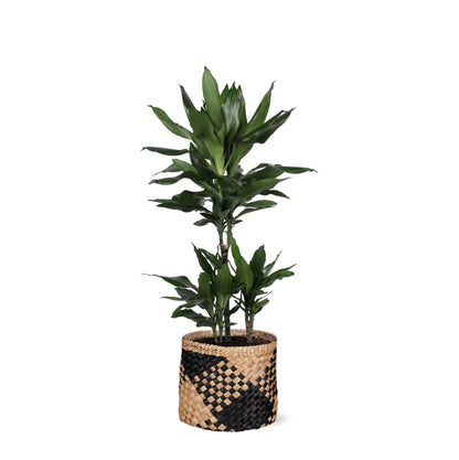 Dracaena Janet Lind inklusive elho® Topf