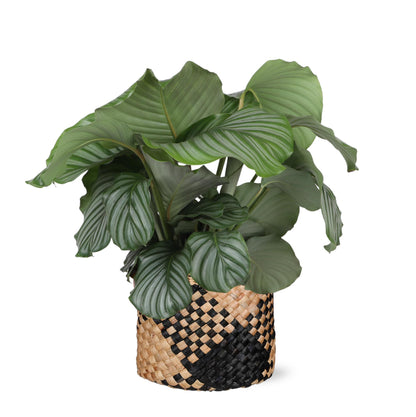 Calathea Orbifolia inklusive elho® Topf 