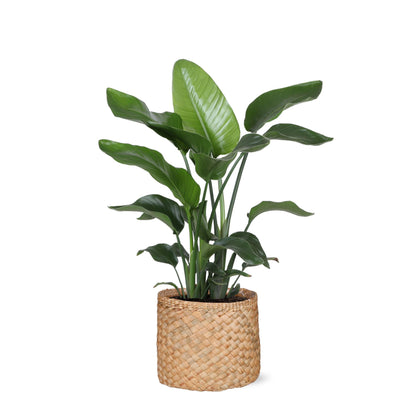 Strelitzia Nicolai including elho® pot