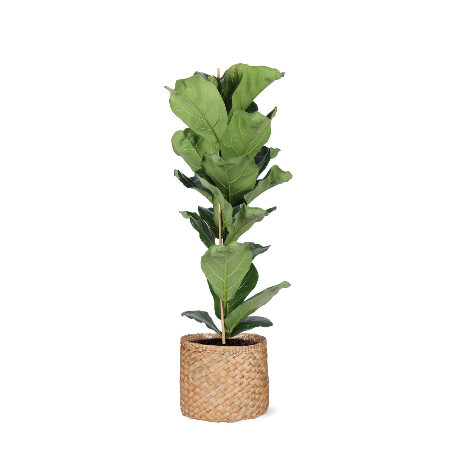 Ficus Lyrata inklusive elho® Topf