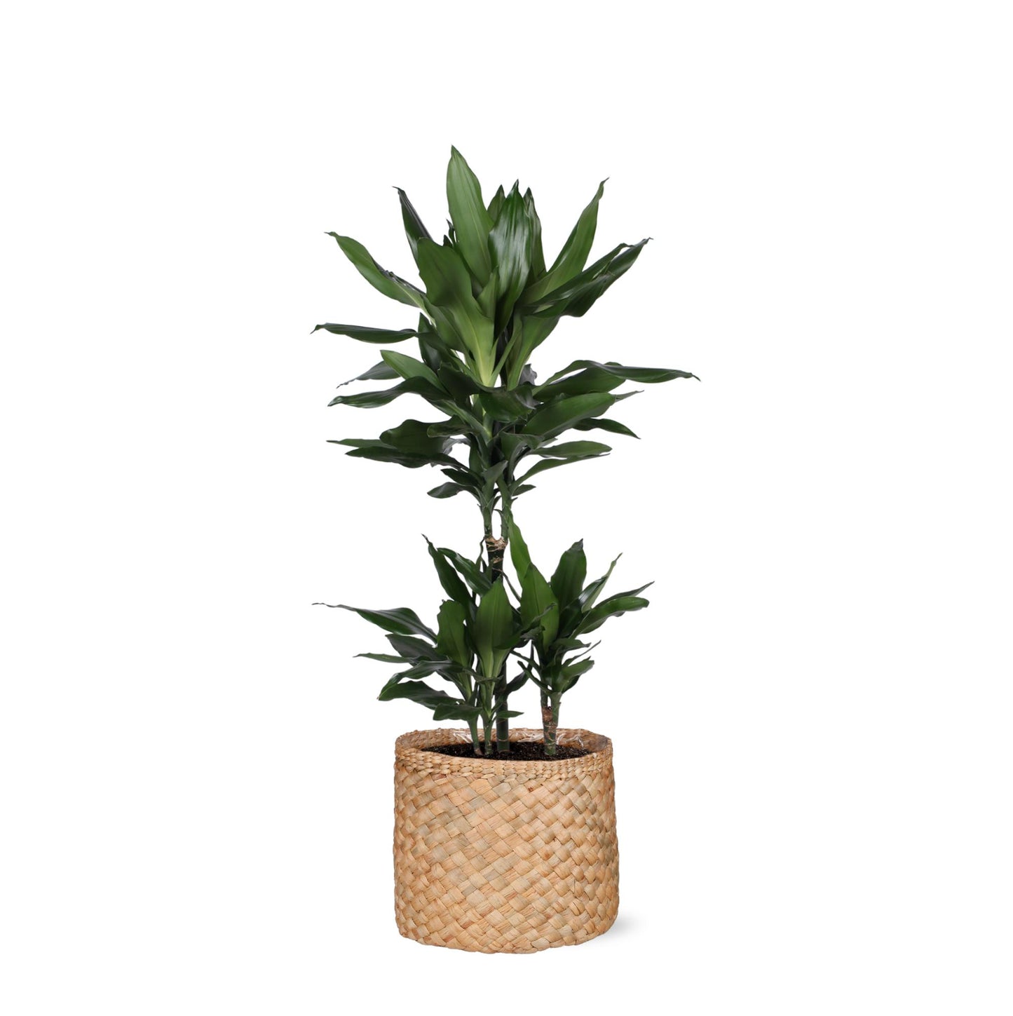 Dracaena Janet Lind inklusive elho® Topf