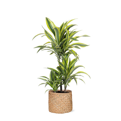 Dracaena Lemon Lime inklusive elho® Topf