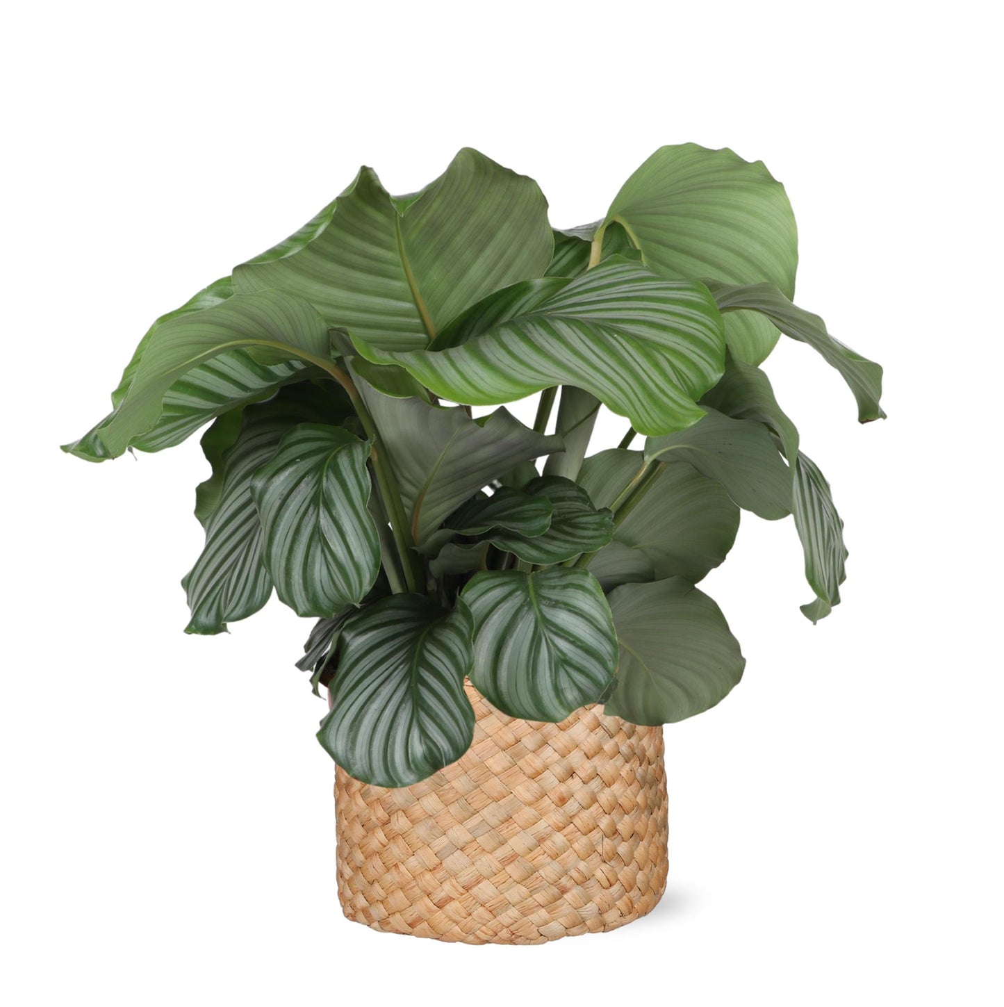 Calathea Orbifolia inklusive elho® Topf 