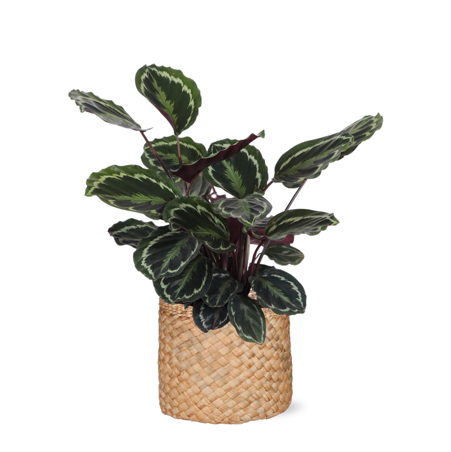 Calathea Medaillon Inklusive elho® Topf