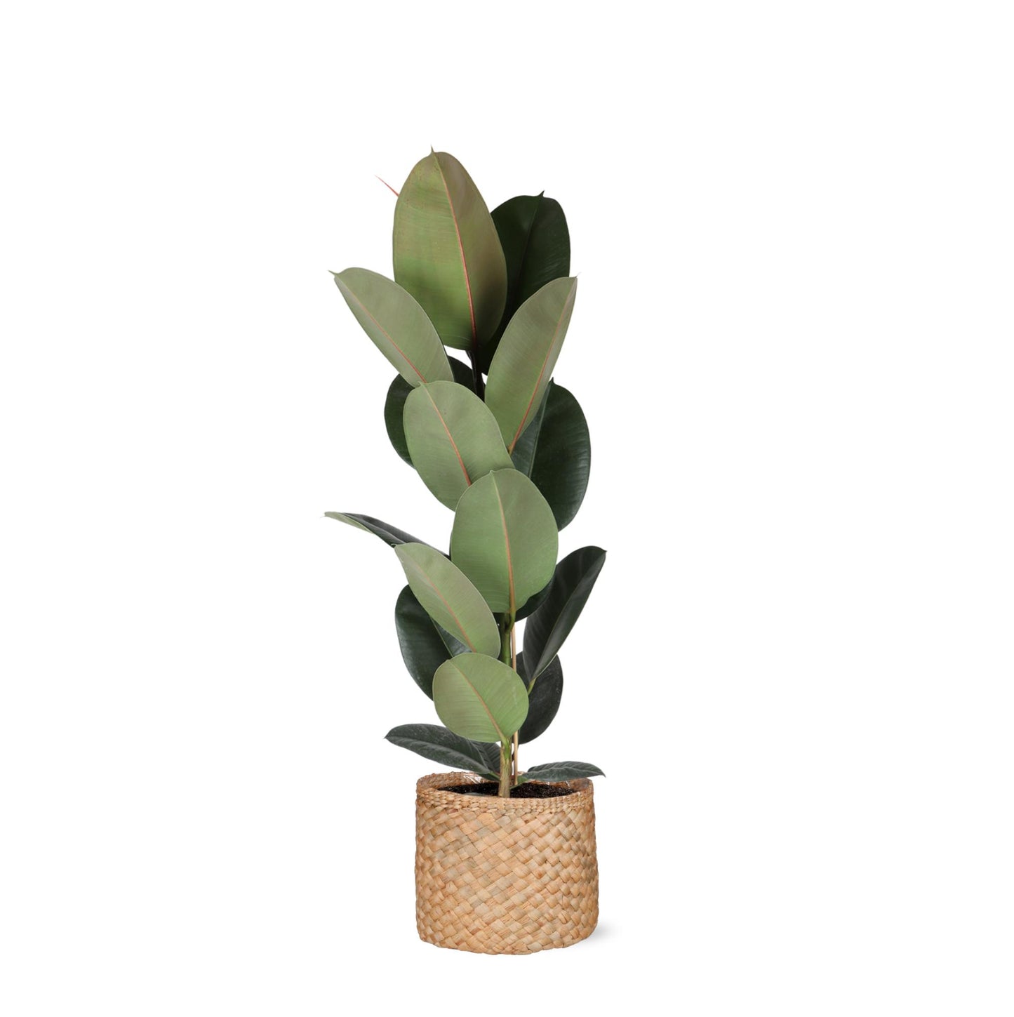 Ficus Elastica Robusta inklusive elho® Topf