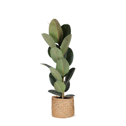 Ficus Elastica Robusta inklusive elho® Topf