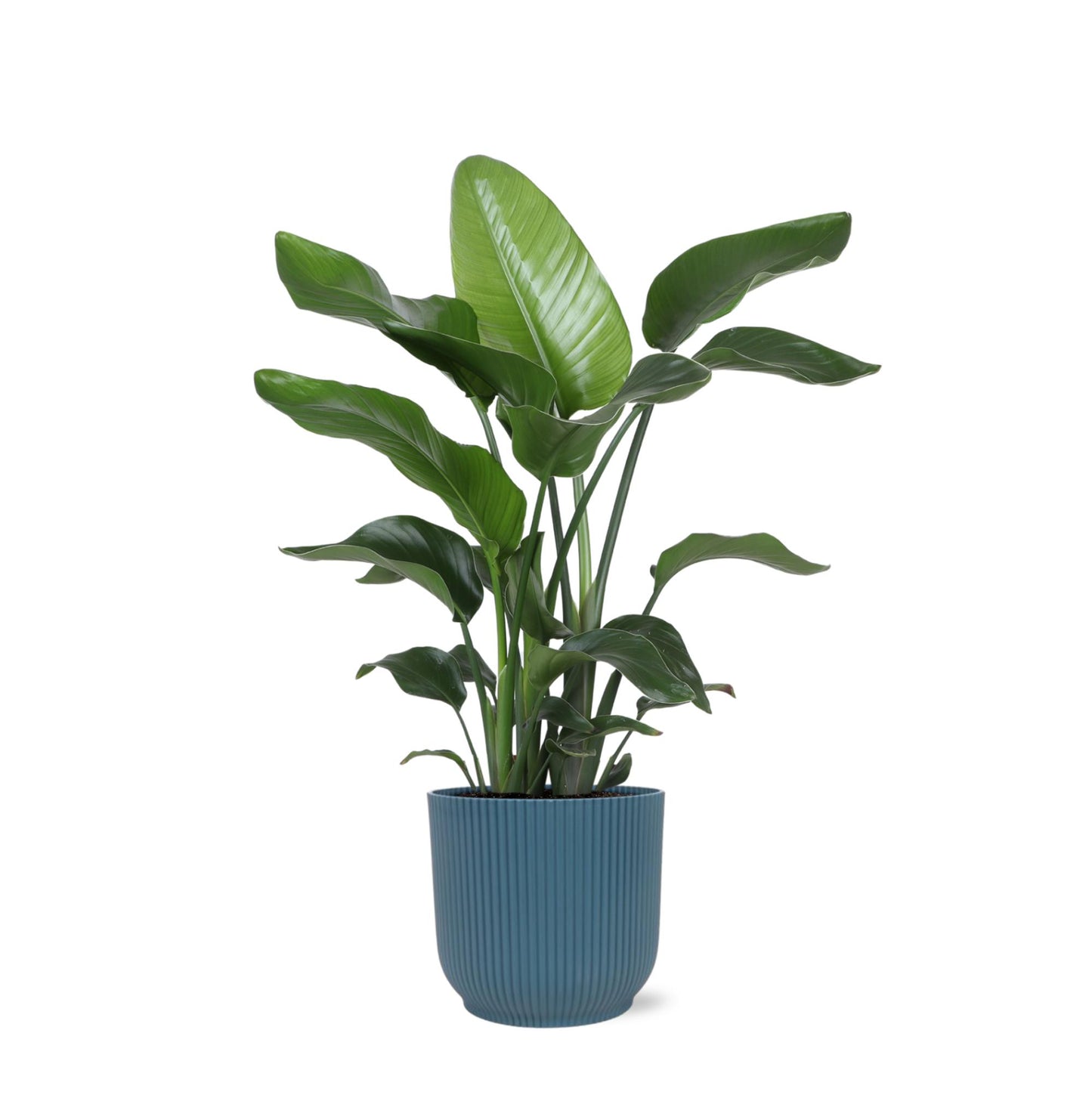 Strelitzia Nicolai including elho® pot