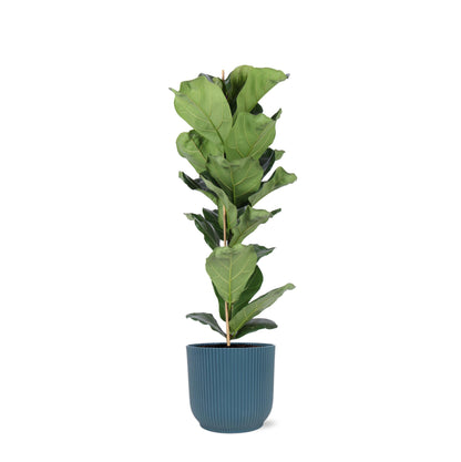 Ficus Lyrata inklusive elho® Topf