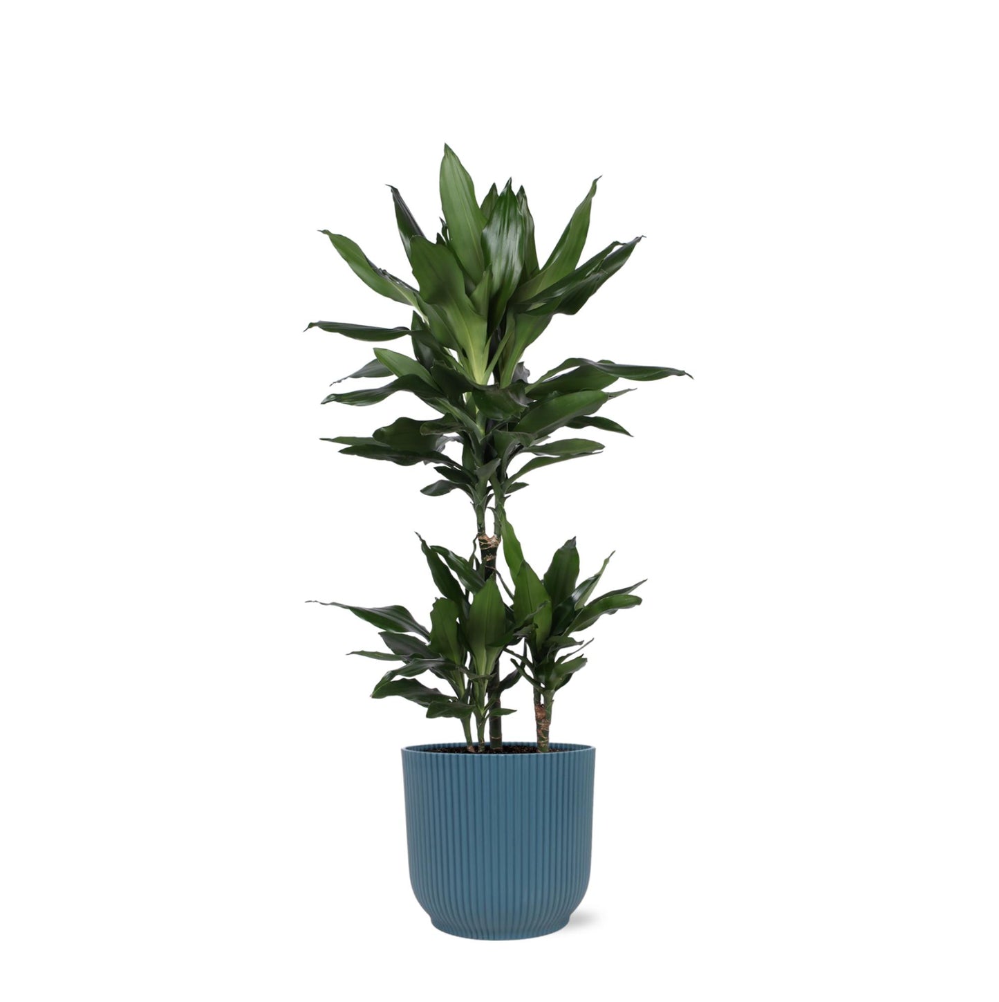 Dracaena Janet Lind inklusive elho® Topf