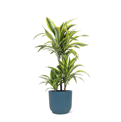 Dracaena Lemon Lime inklusive elho® Topf