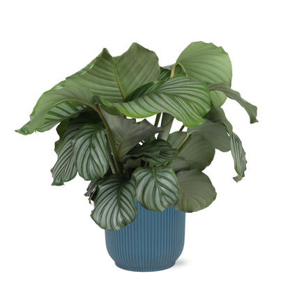 Calathea Orbifolia inklusive elho® Topf 