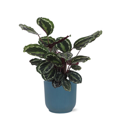 Calathea Medaillon Inklusive elho® Topf