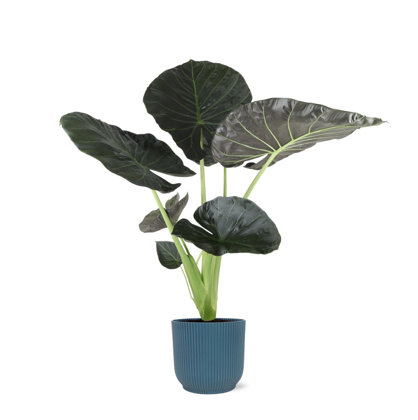 Alocasia Regal Shield inclusief pot