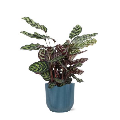 Calathea Makoyana im elho®-Topf 