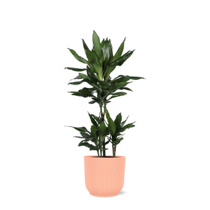 Dracaena Janet Lind inklusive elho® Topf