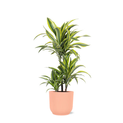 Dracaena Lemon Lime inklusive elho® Topf