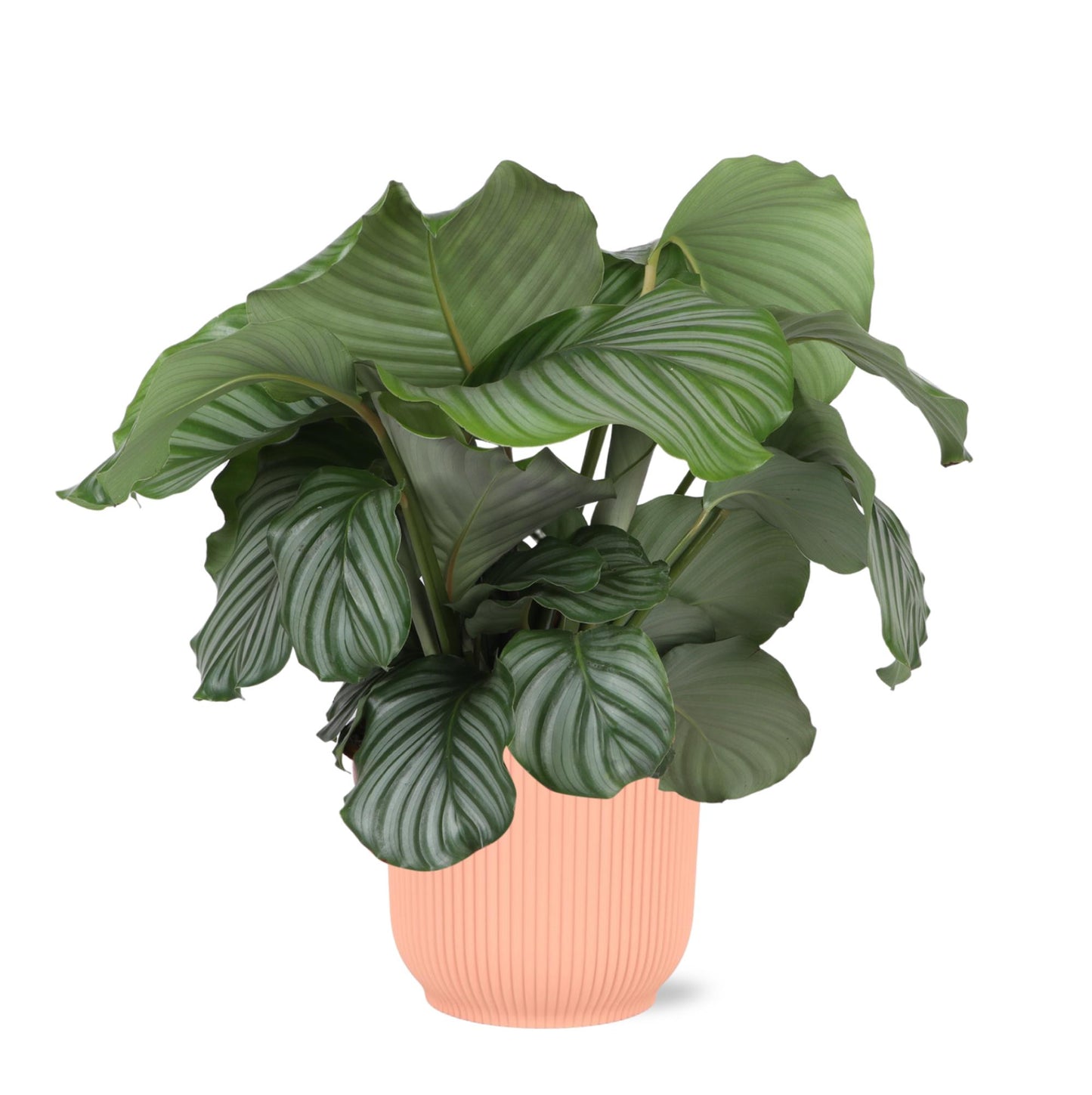 Calathea Orbifolia inklusive elho® Topf 