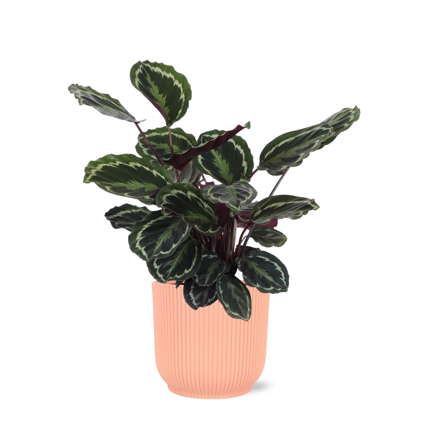 Calathea Medaillon Inklusive elho® Topf