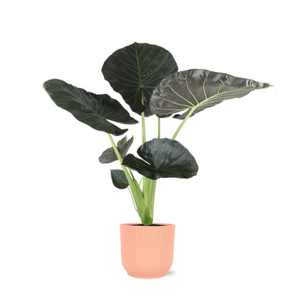 Alocasia Regal Shield inclusief pot