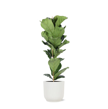 Ficus Lyrata inklusive elho® Topf