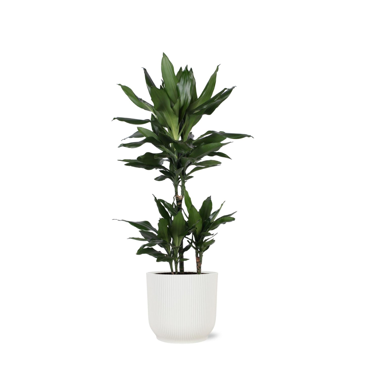 Dracaena Janet Lind inklusive elho® Topf