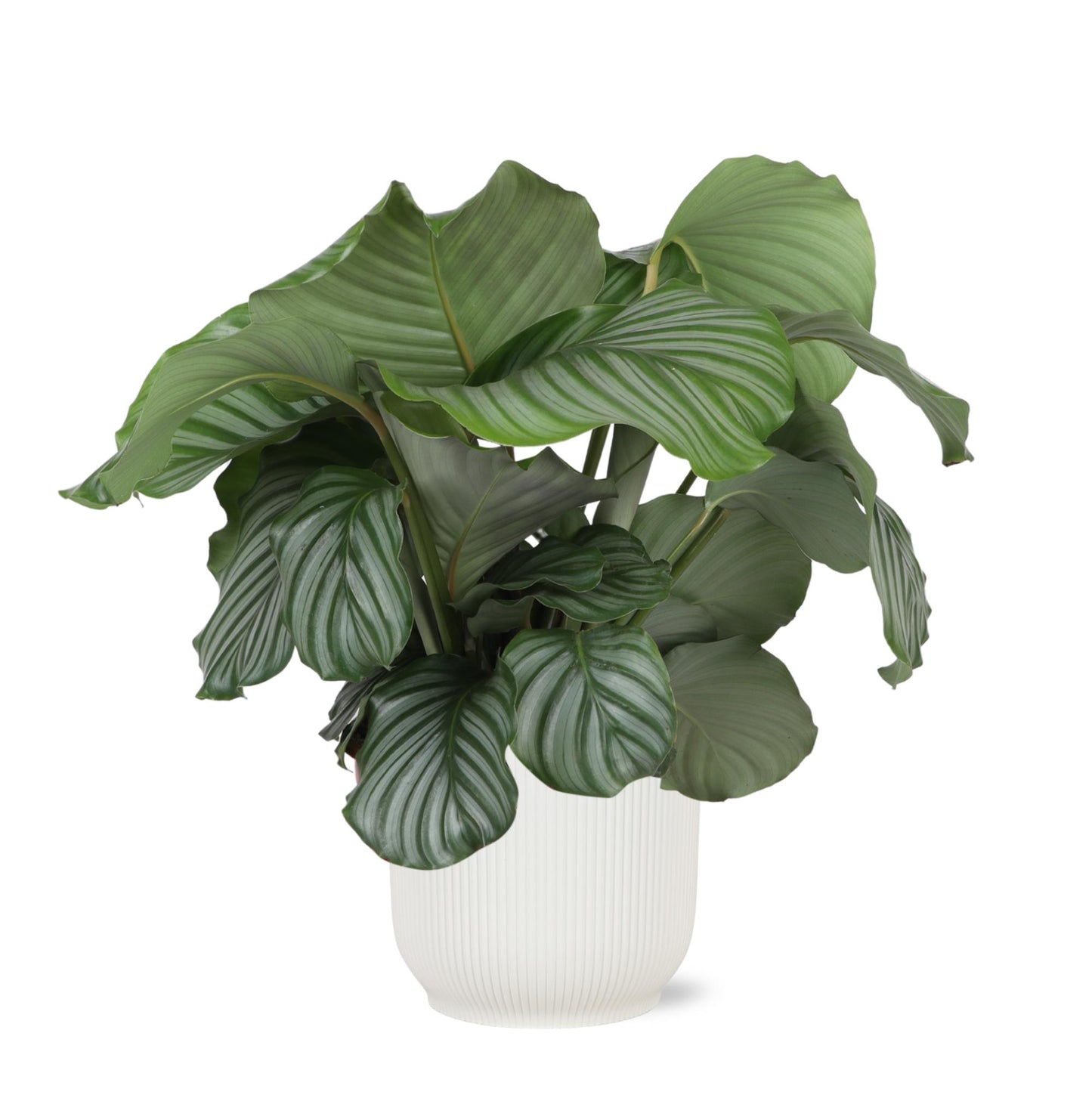 Calathea Orbifolia inklusive elho® Topf 