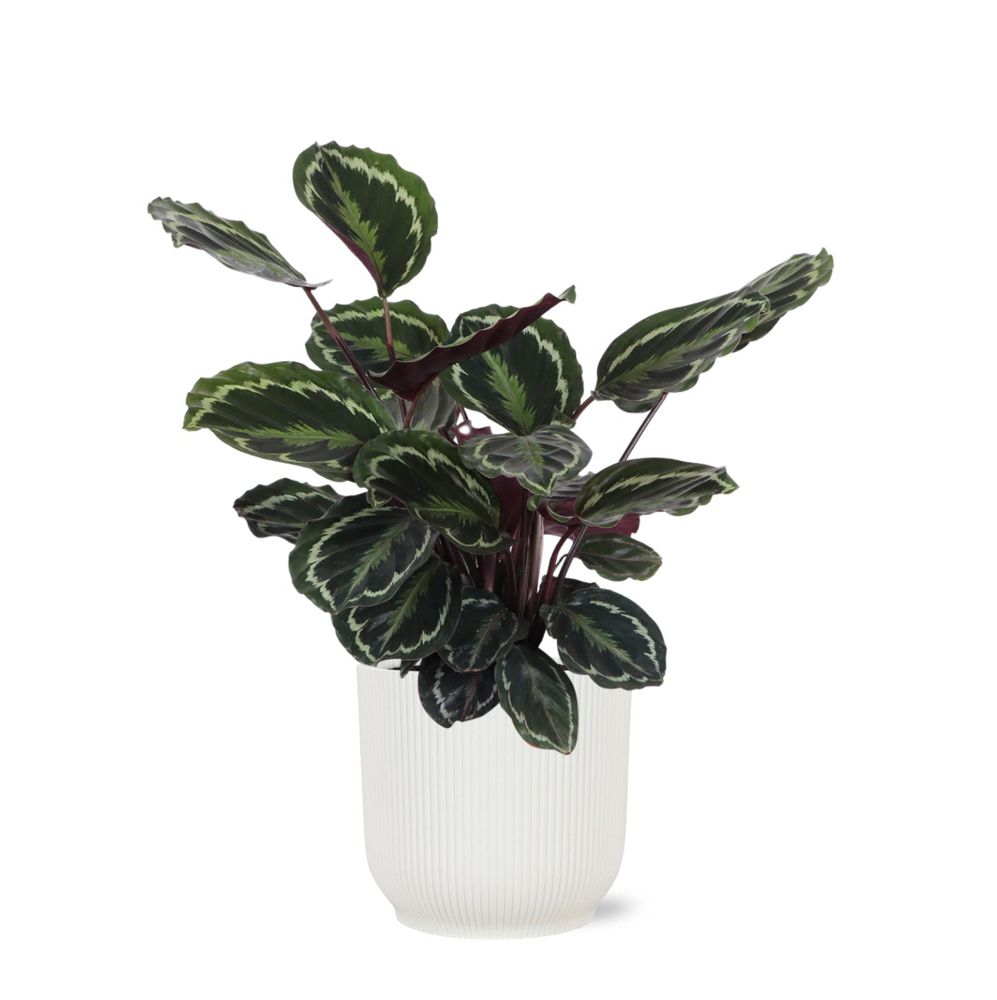 Calathea Medaillon Inklusive elho® Topf