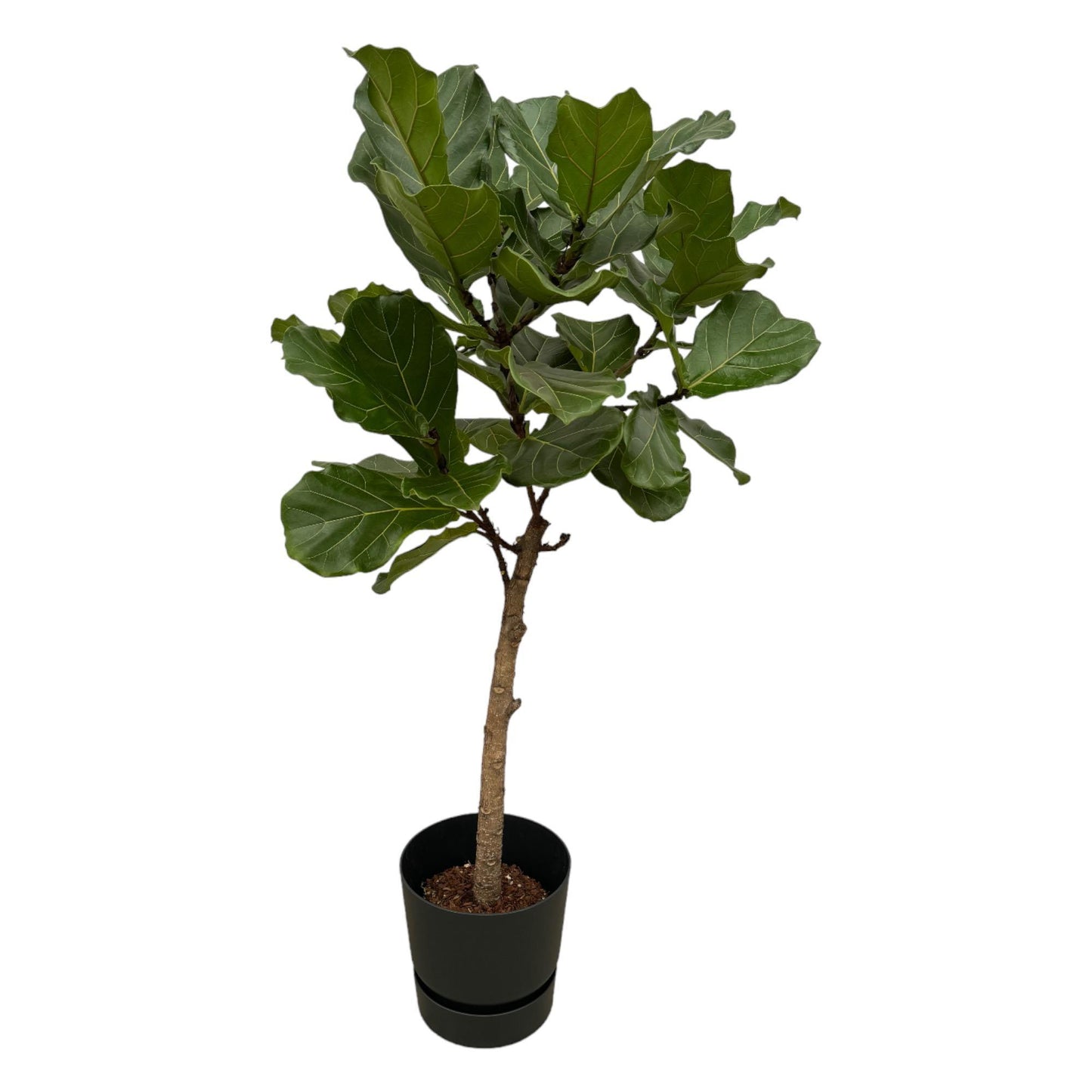 Ficus Lyrata trunk including elho® pot