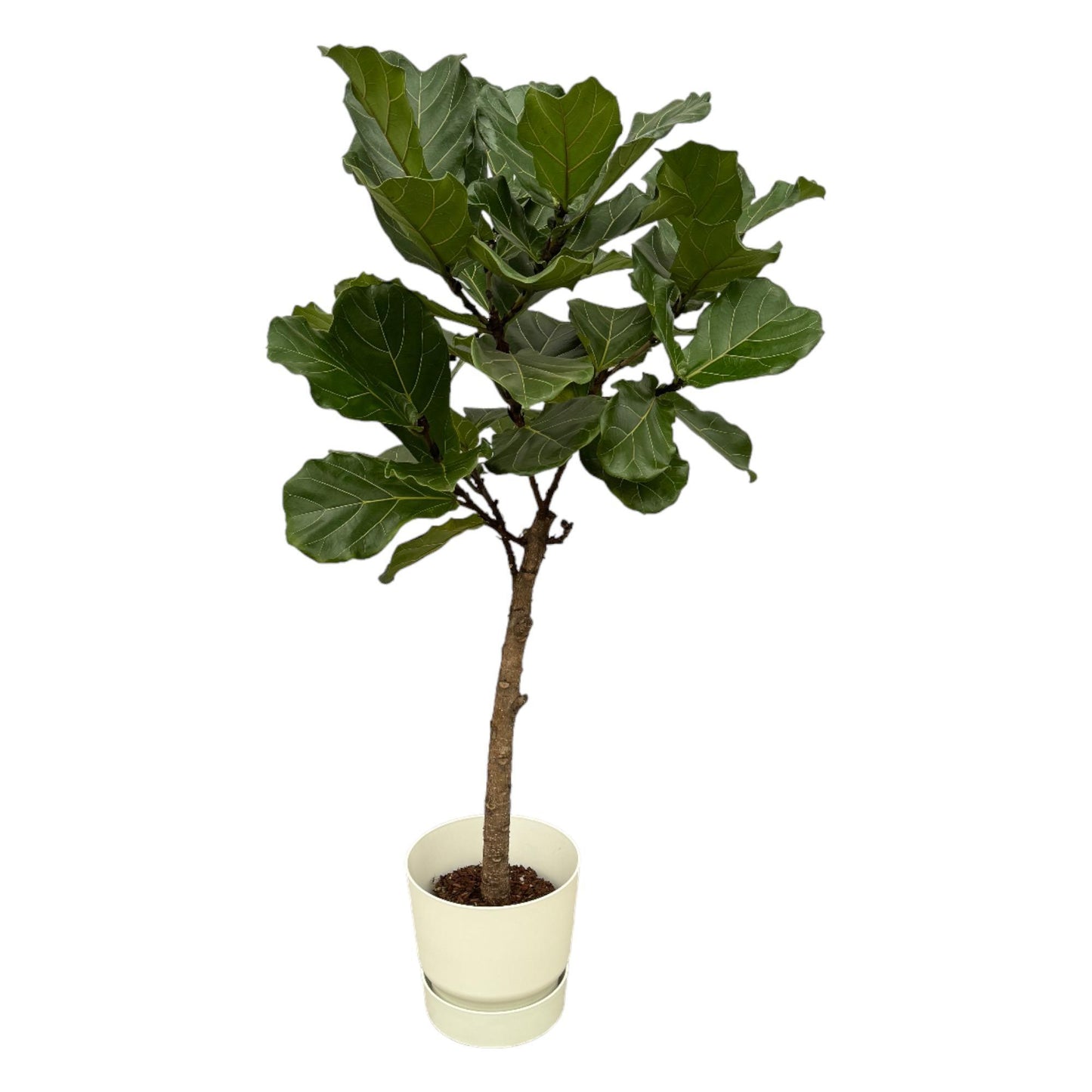 Ficus Lyrata trunk including elho® pot