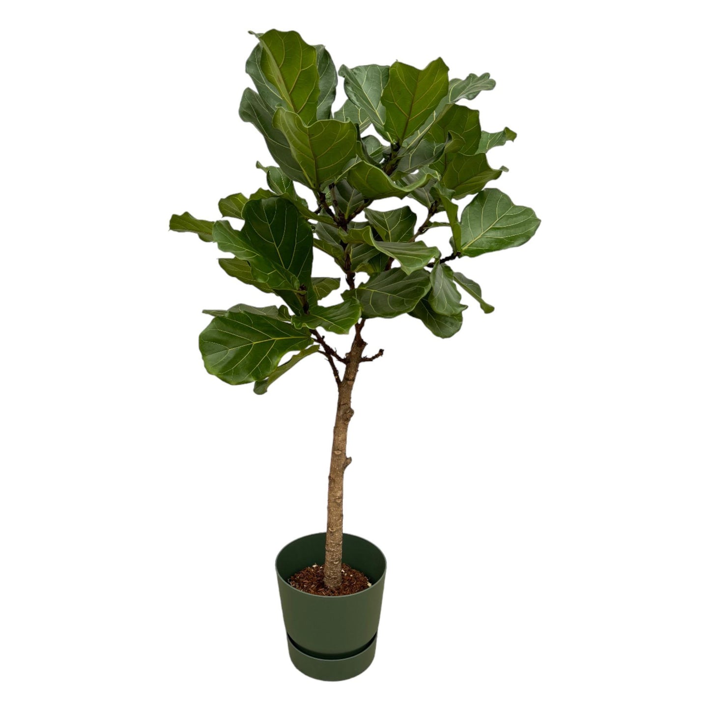 Ficus Lyrata trunk including elho® pot