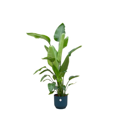 Strelitzia inclusief elho® pot