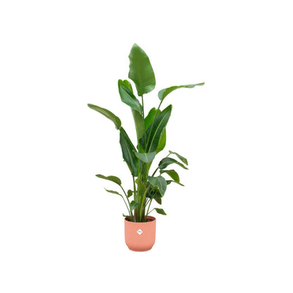 Strelitzia inclusief elho® pot