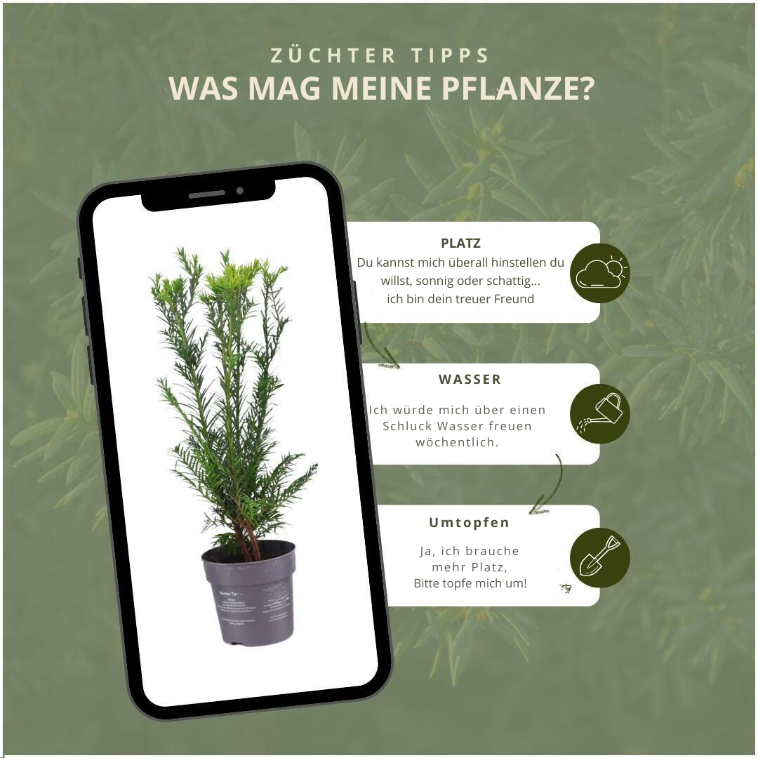 1 Meter dennenhaag - Taxus media Greenland - set van 6 winterharde haagplanten - Vivaflorique