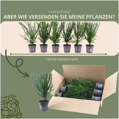 1 Meter dennenhaag - Taxus media Greenland - set van 6 winterharde haagplanten - Vivaflorique