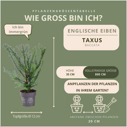 6x dennenhaag - Taxus baccata - voor 1 strekkende meter heg - Vivaflorique