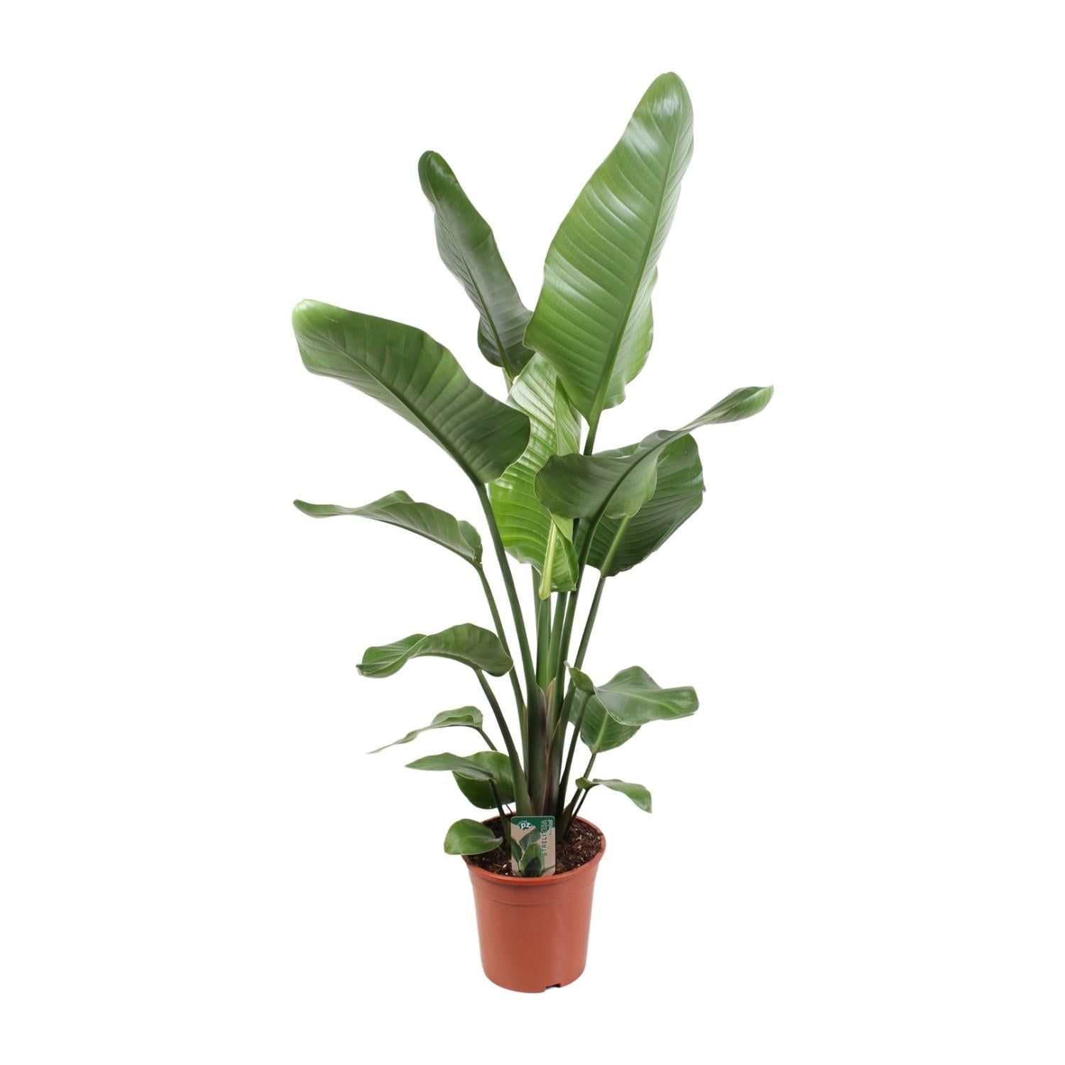 Strelitzia inclusief elho® Jazz pot - Vivaflorique