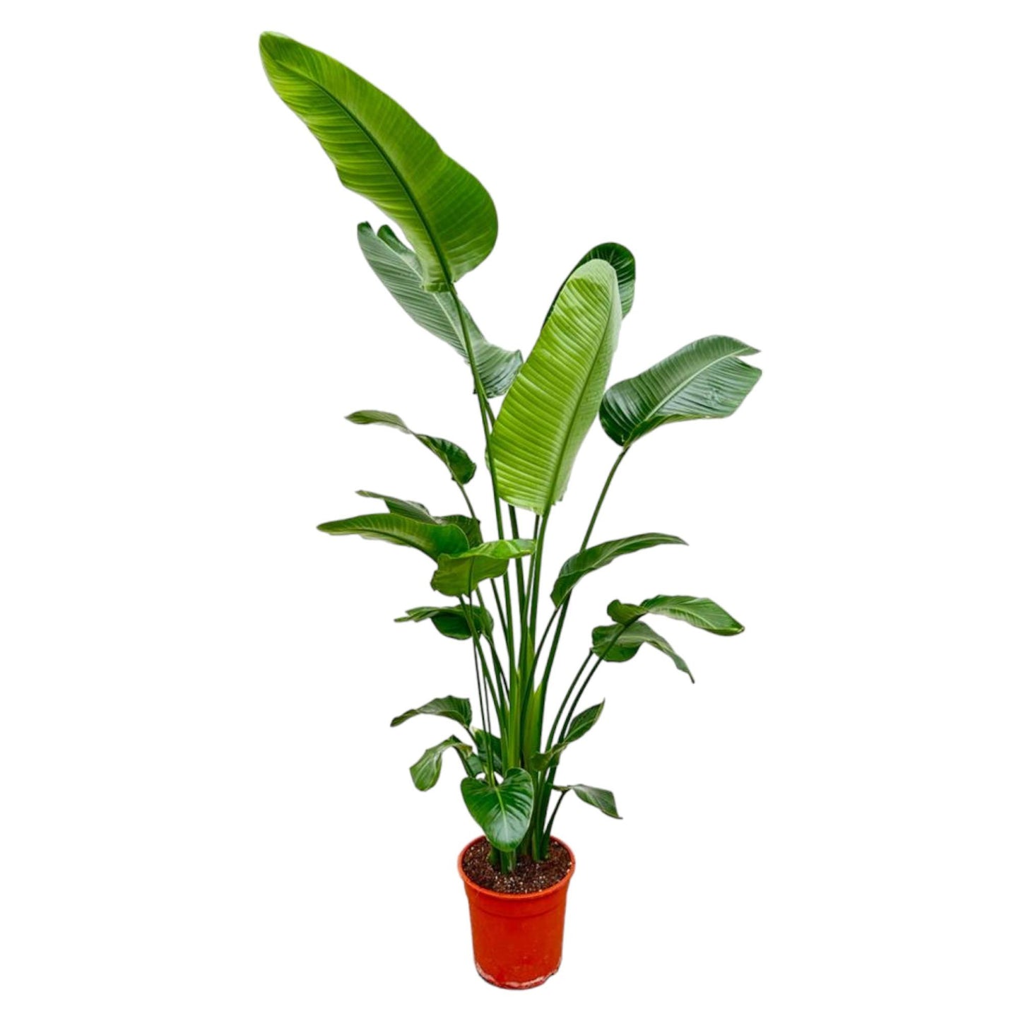 Strelitzia inclusief elho® Coupe pot - Vivaflorique