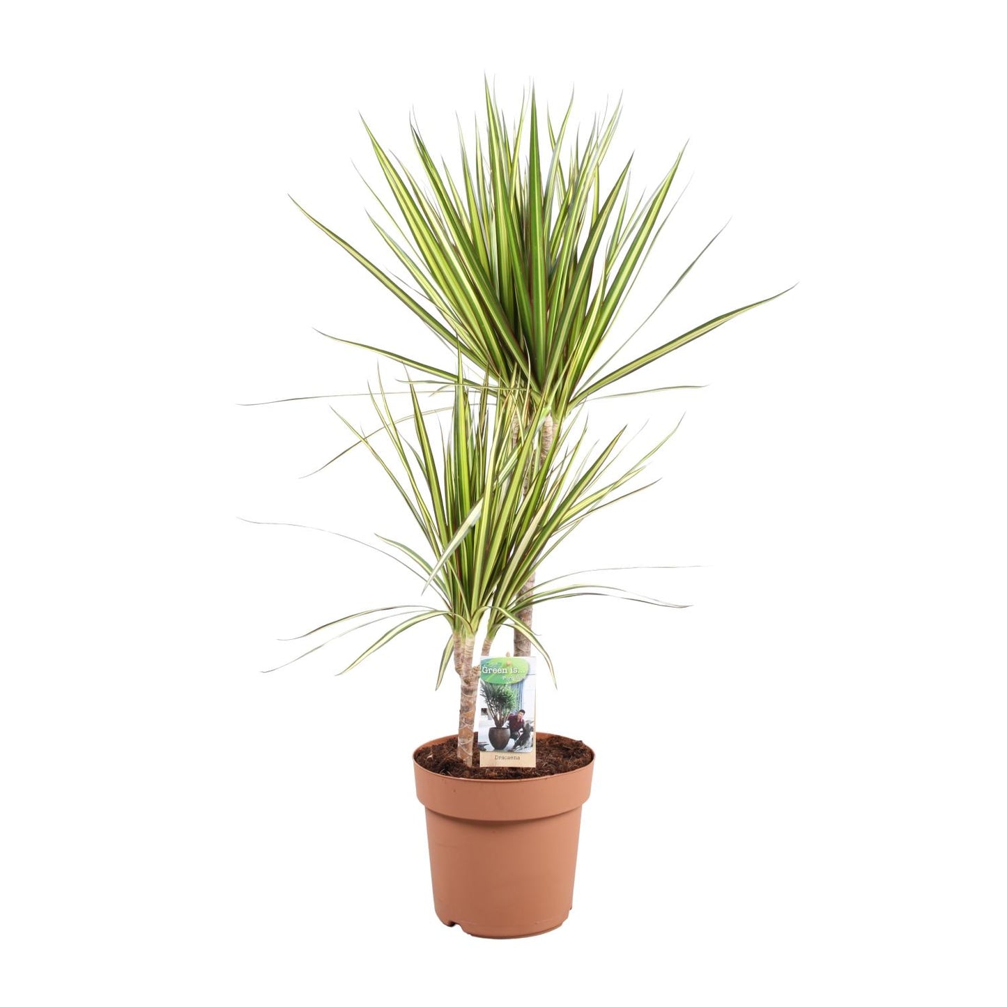 Dracaena marginata Sunray - Vivaflorique