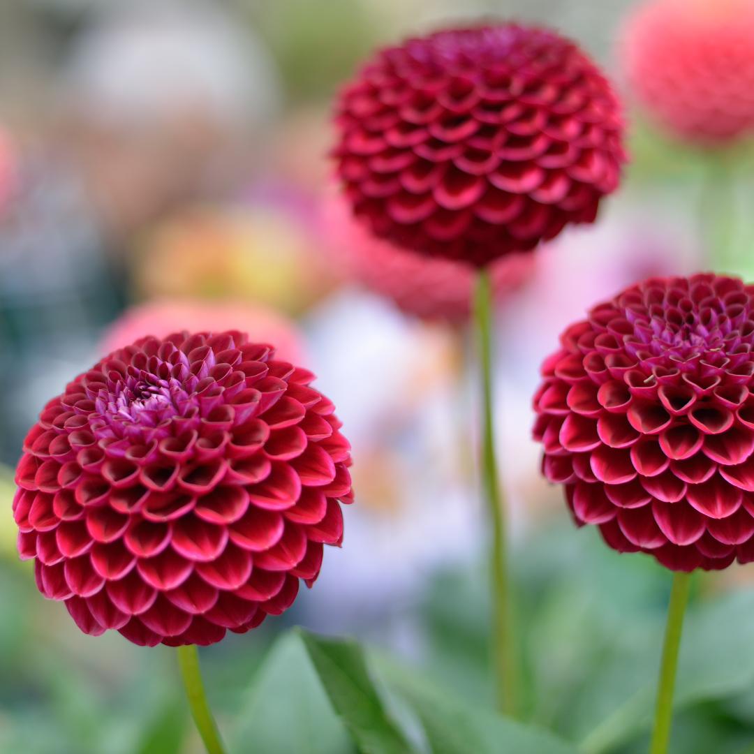 Dahlia mix - Amsterdam Super | 8 stuks - Vivaflorique