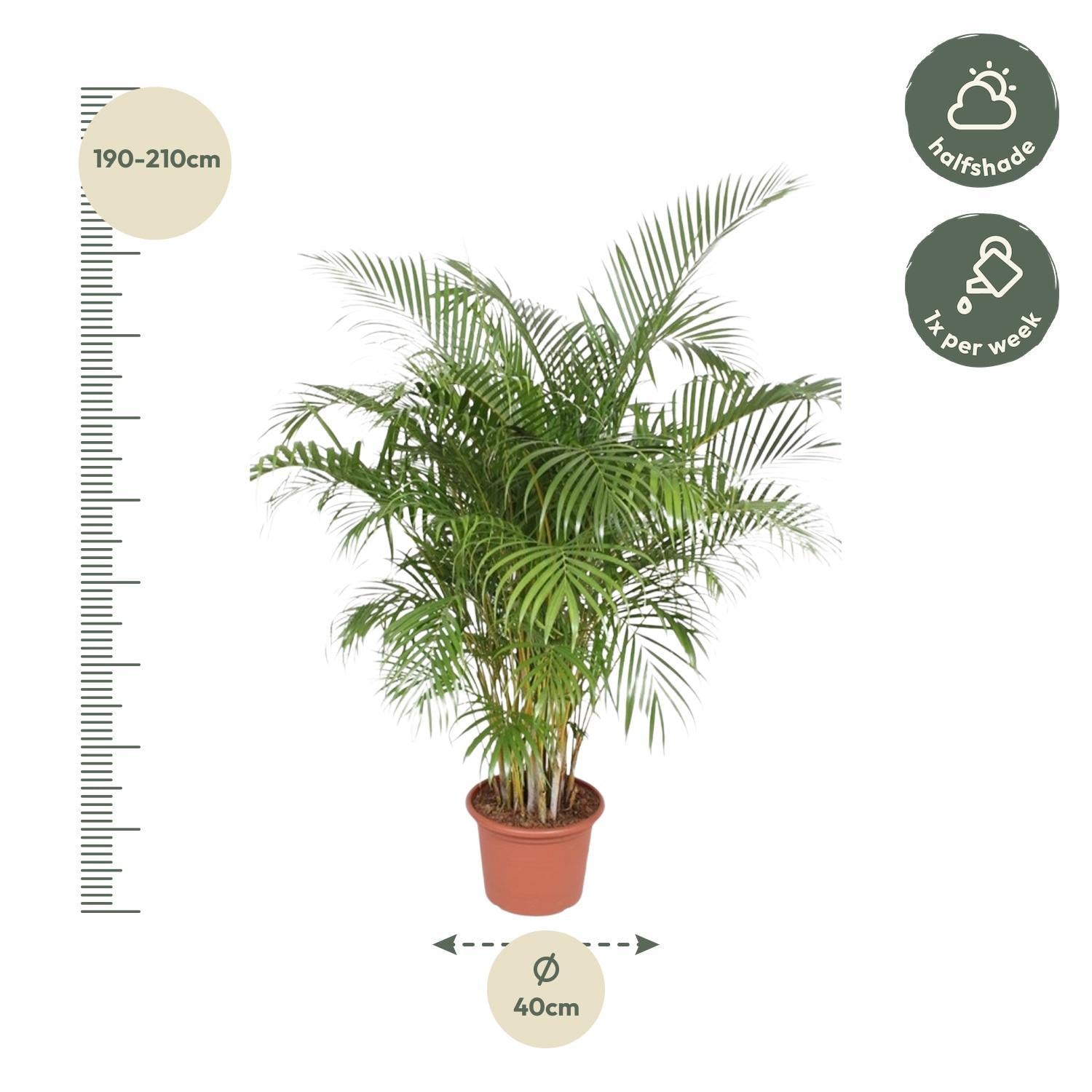 Dypsis Lutescens (Areca Palm) - 200 cm - ø40 - Vivaflorique